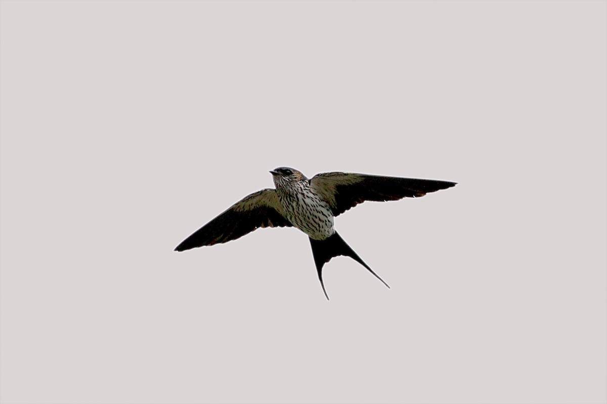 Striated Swallow - ML332756911