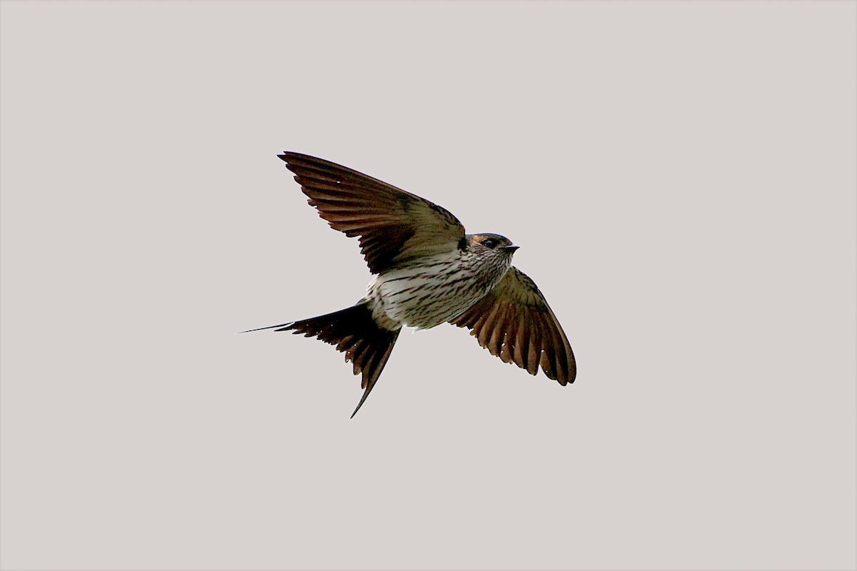Striated Swallow - ML332756921