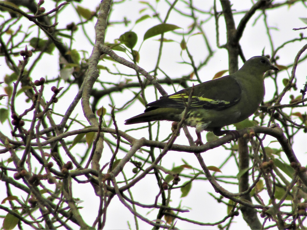 Gray-fronted Green-Pigeon - ML332757401