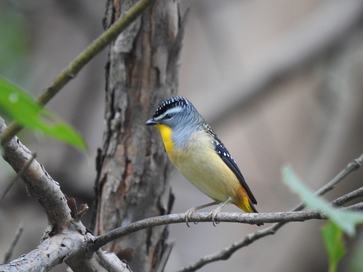 Spotted Pardalote - ML332758111