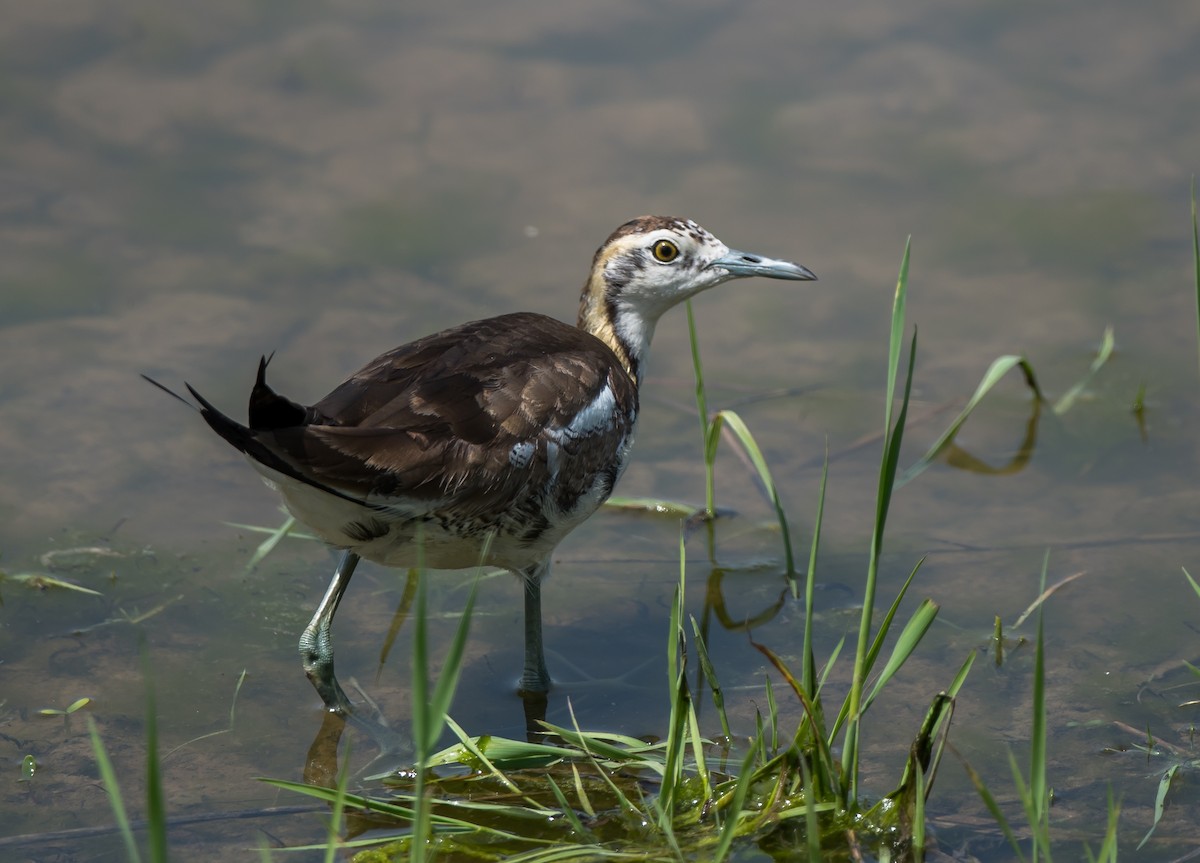Pheasant-tailed Jacana - Kai Pflug