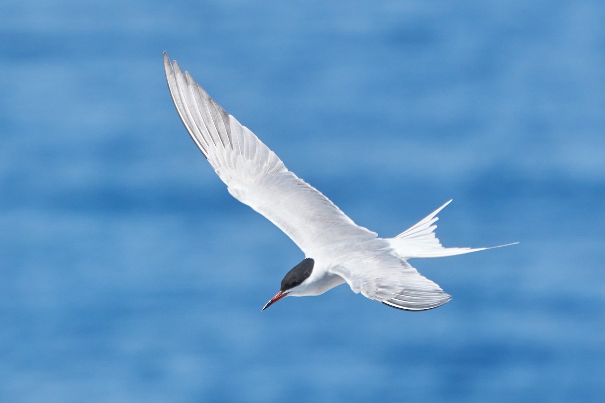 Common Tern - Daniel Alfenas
