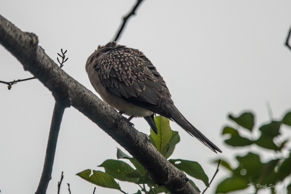 Spotted Dove - ML332764001