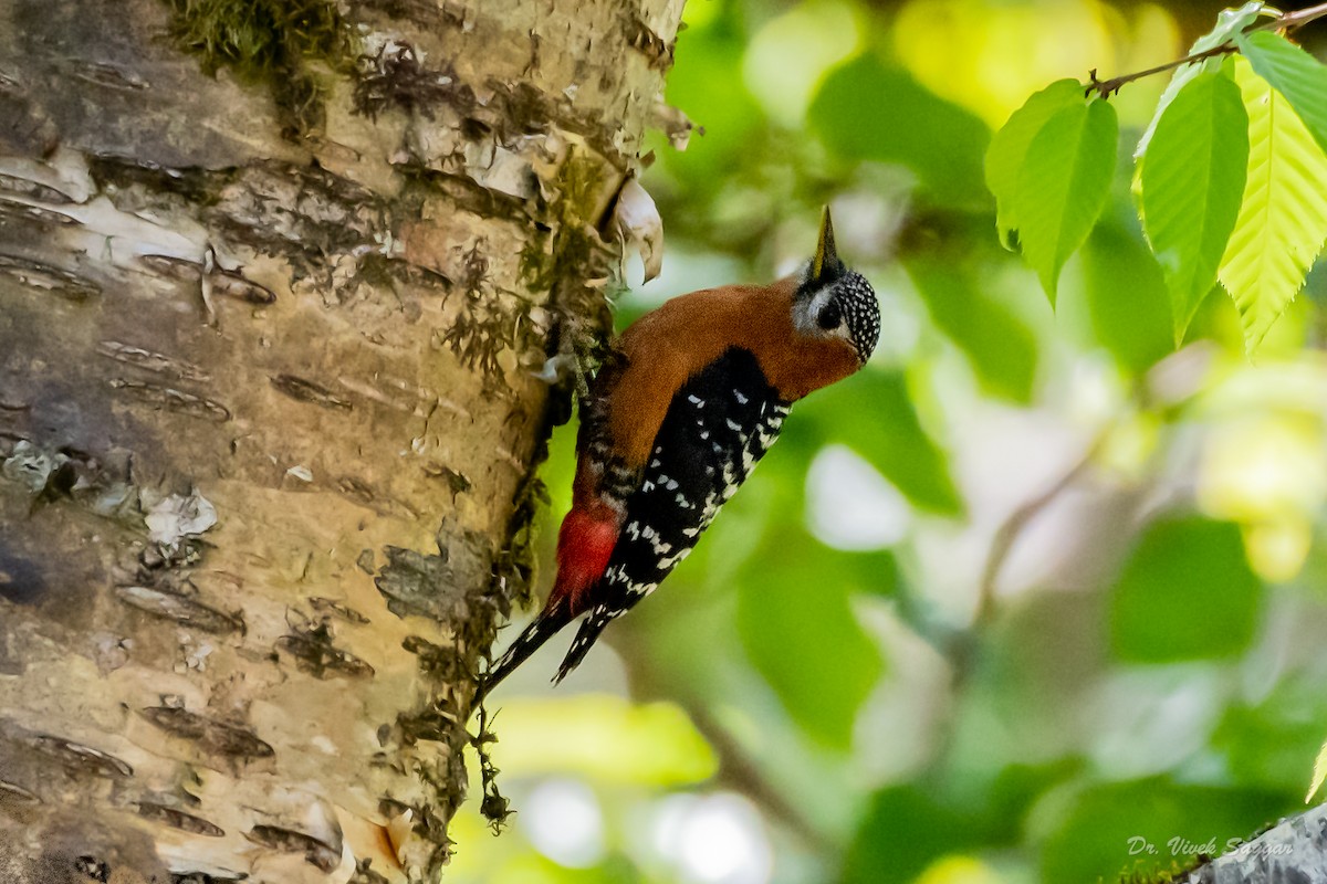 Rufous-bellied Woodpecker - ML332764311