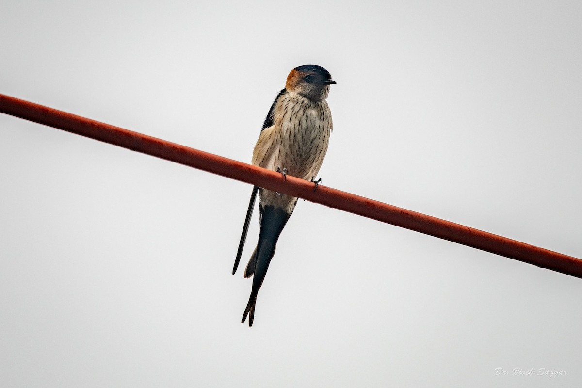 Red-rumped Swallow - ML332764571