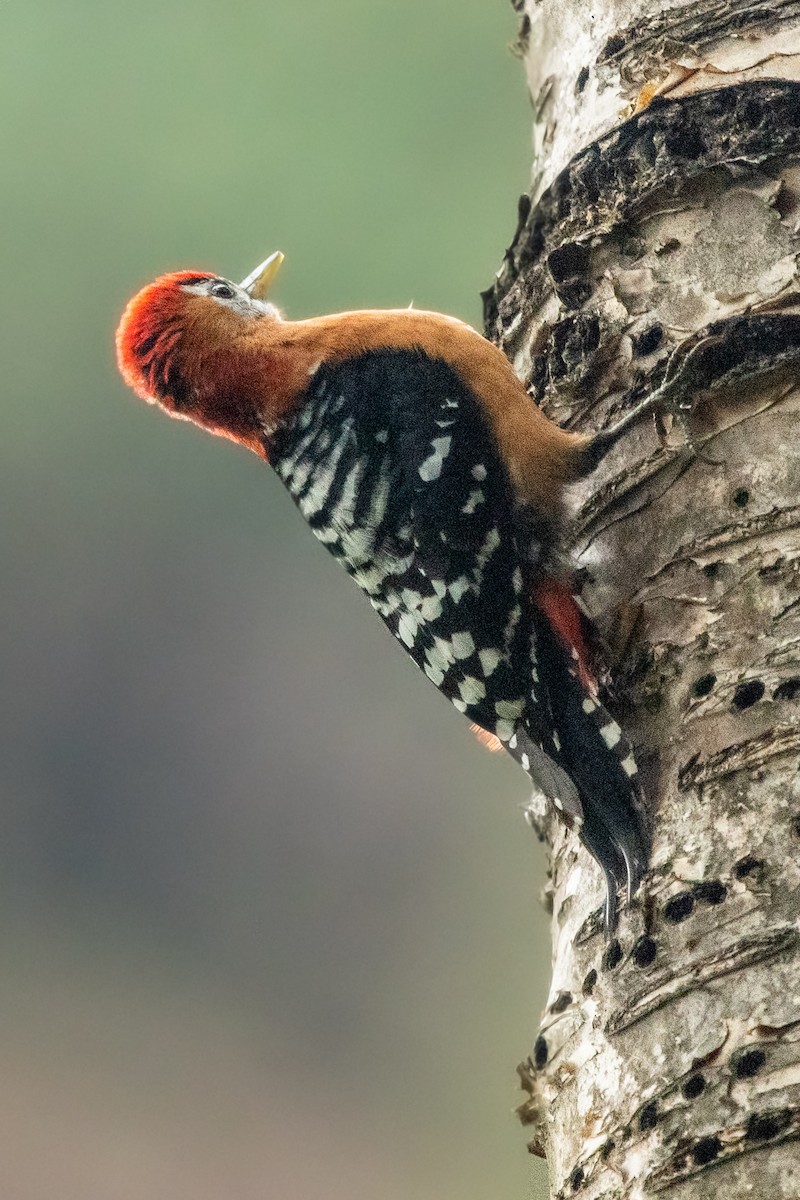 Rufous-bellied Woodpecker - ML332766381