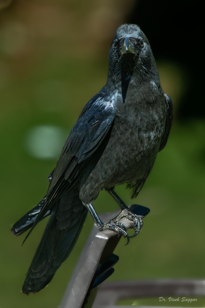 Large-billed Crow - ML332766731