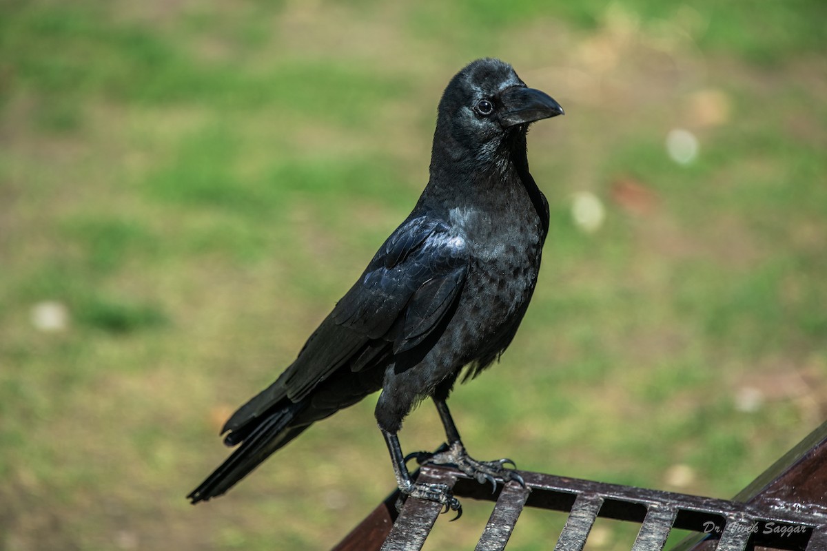 Large-billed Crow - ML332766771