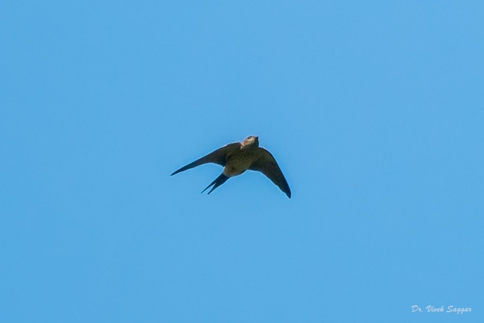 Red-rumped Swallow - ML332766811