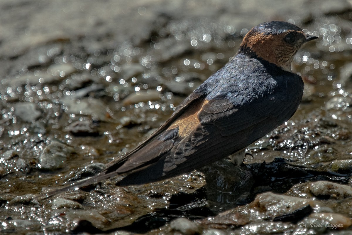 Red-rumped Swallow - ML332766831