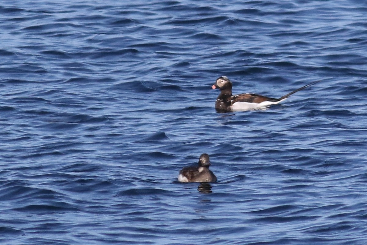 Long-tailed Duck - ML332769661