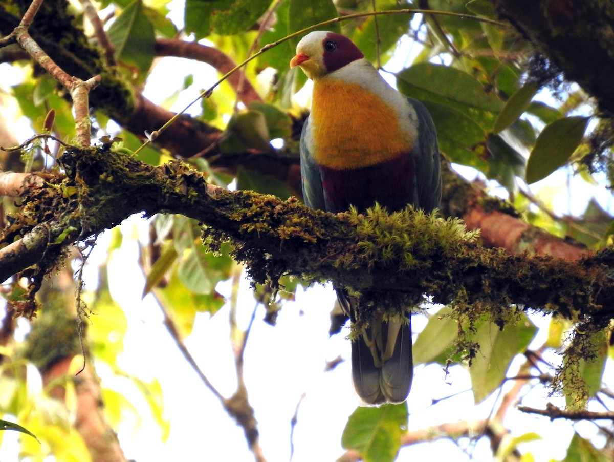 Yellow-breasted Fruit-Dove - ML332774441