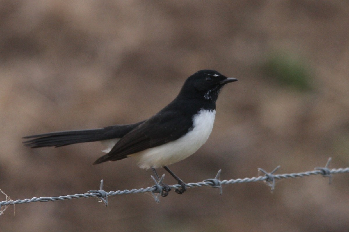 Willie-wagtail - ML332780111
