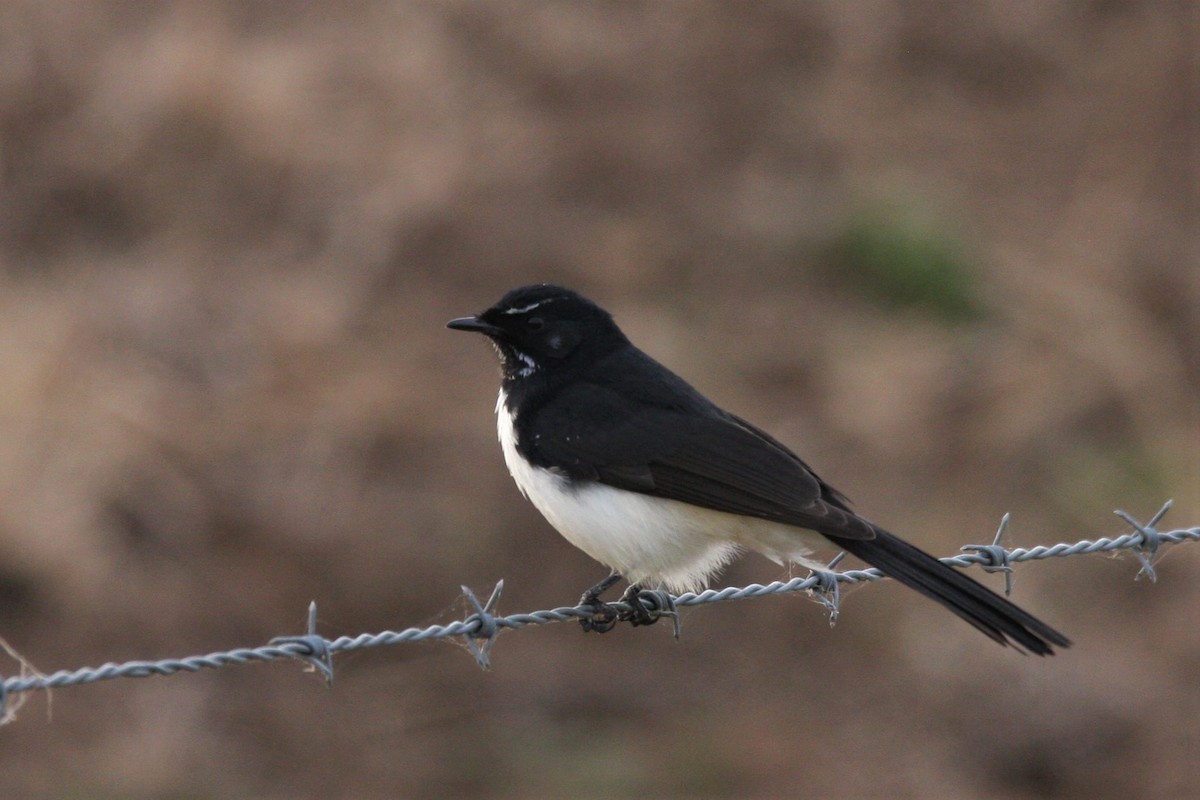 Willie-wagtail - ML332780121