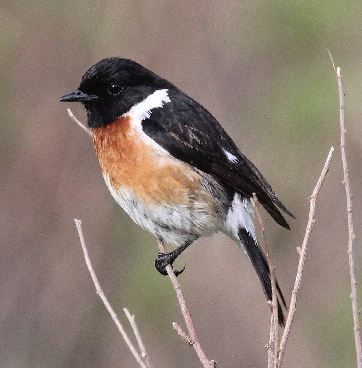African Stonechat - Niel Bruce
