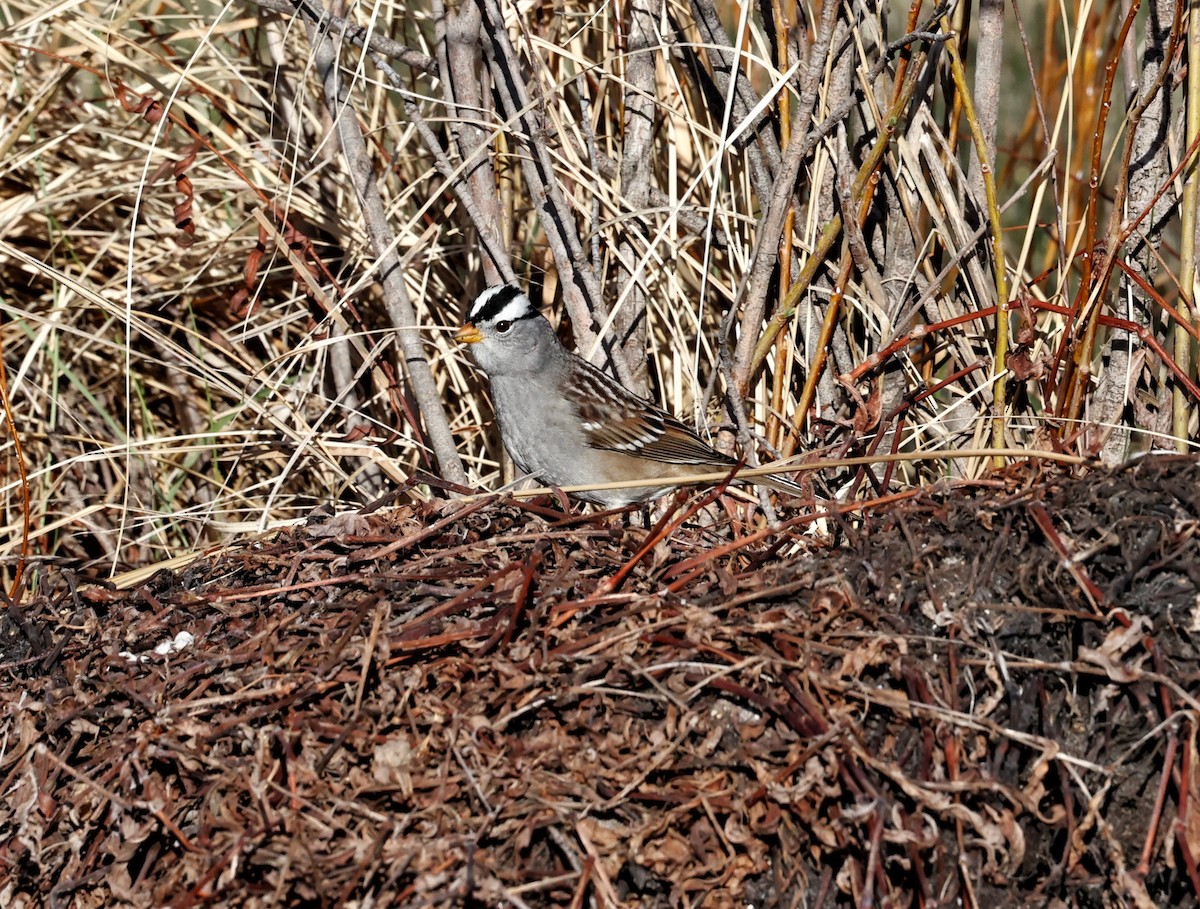 White-crowned Sparrow - ML332789421