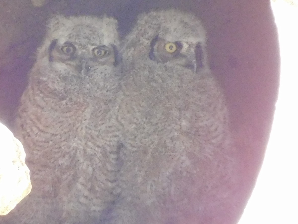 Great Horned Owl - ML332804801