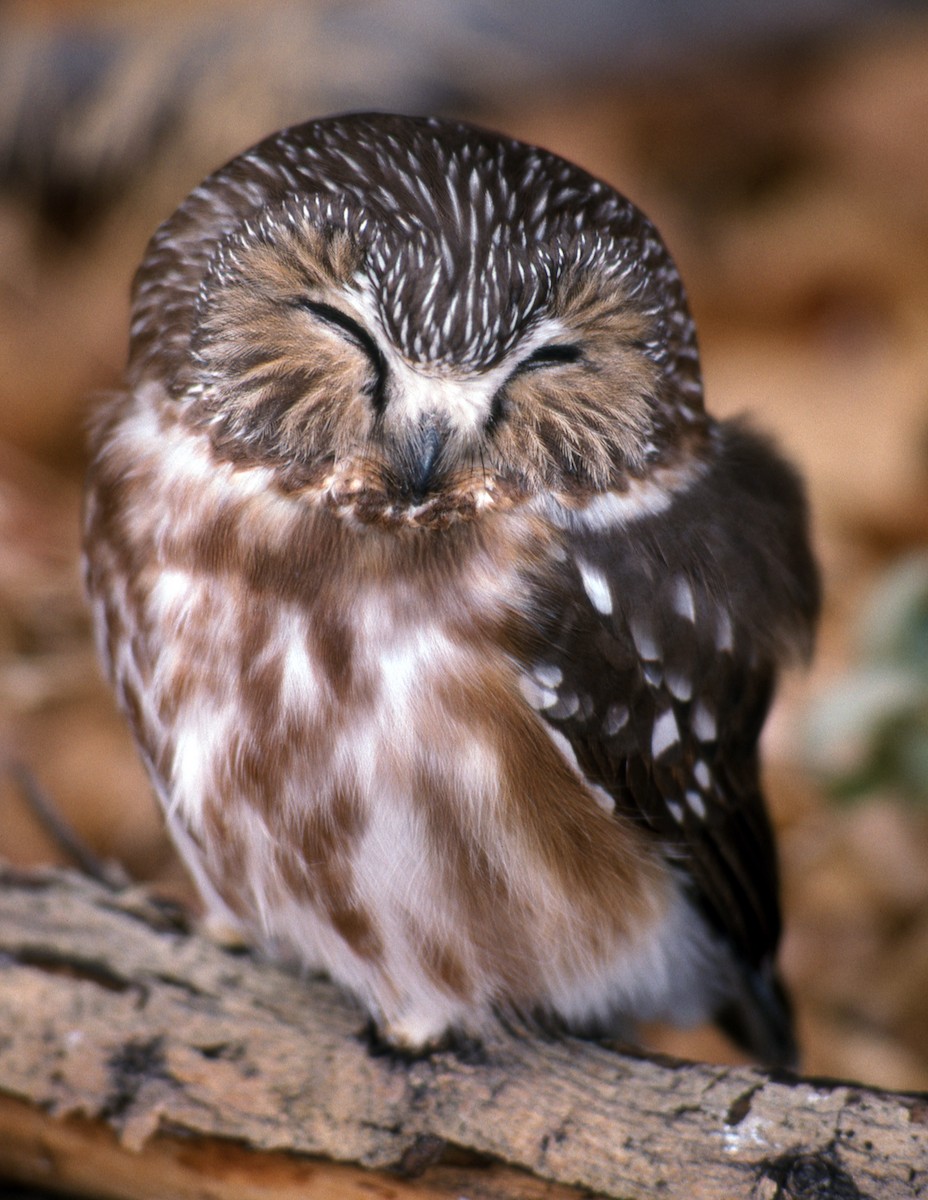 Northern Saw-whet Owl - Anonymous