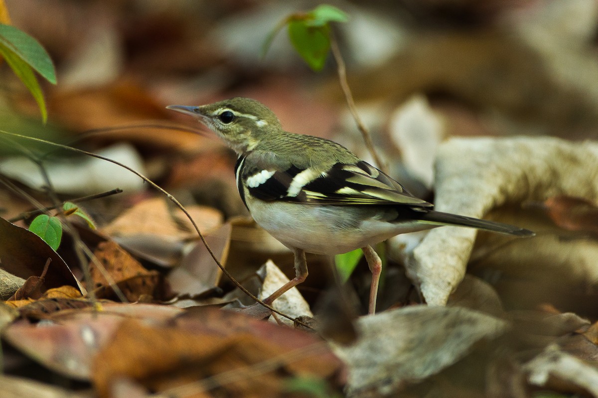 Forest Wagtail - ML332812321