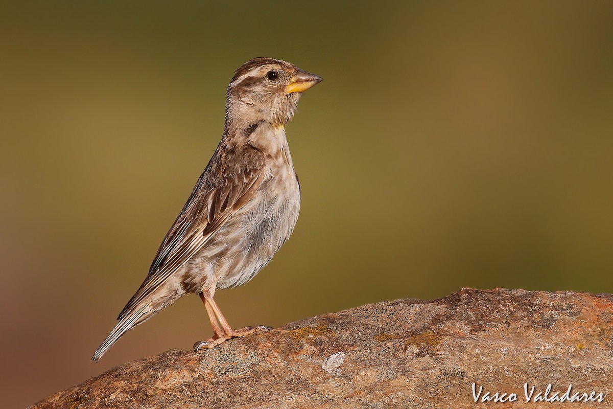 Rock Sparrow - Vasco Valadares