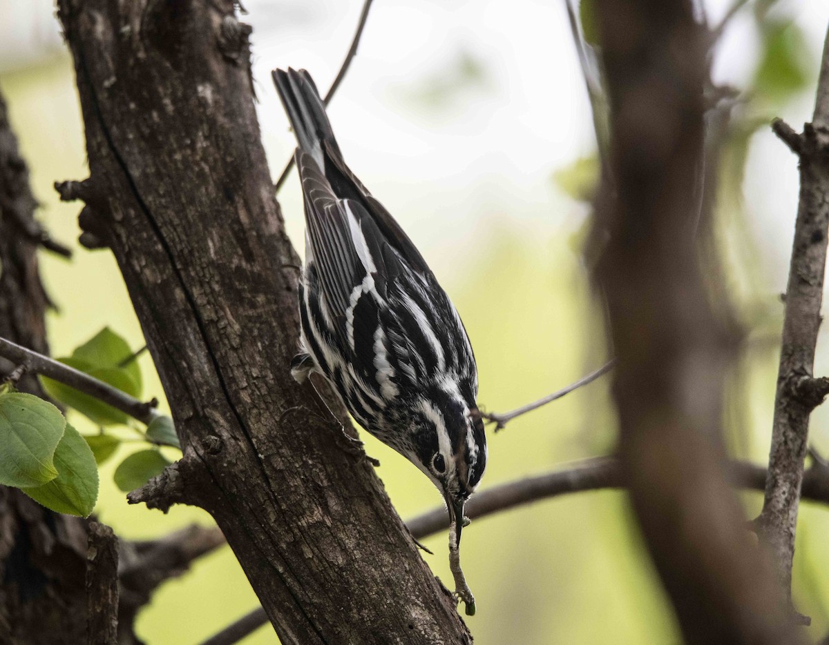 Black-and-white Warbler - ML332816051