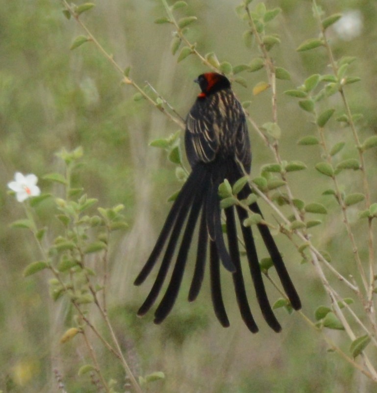 Red-cowled Widowbird - ML332823991