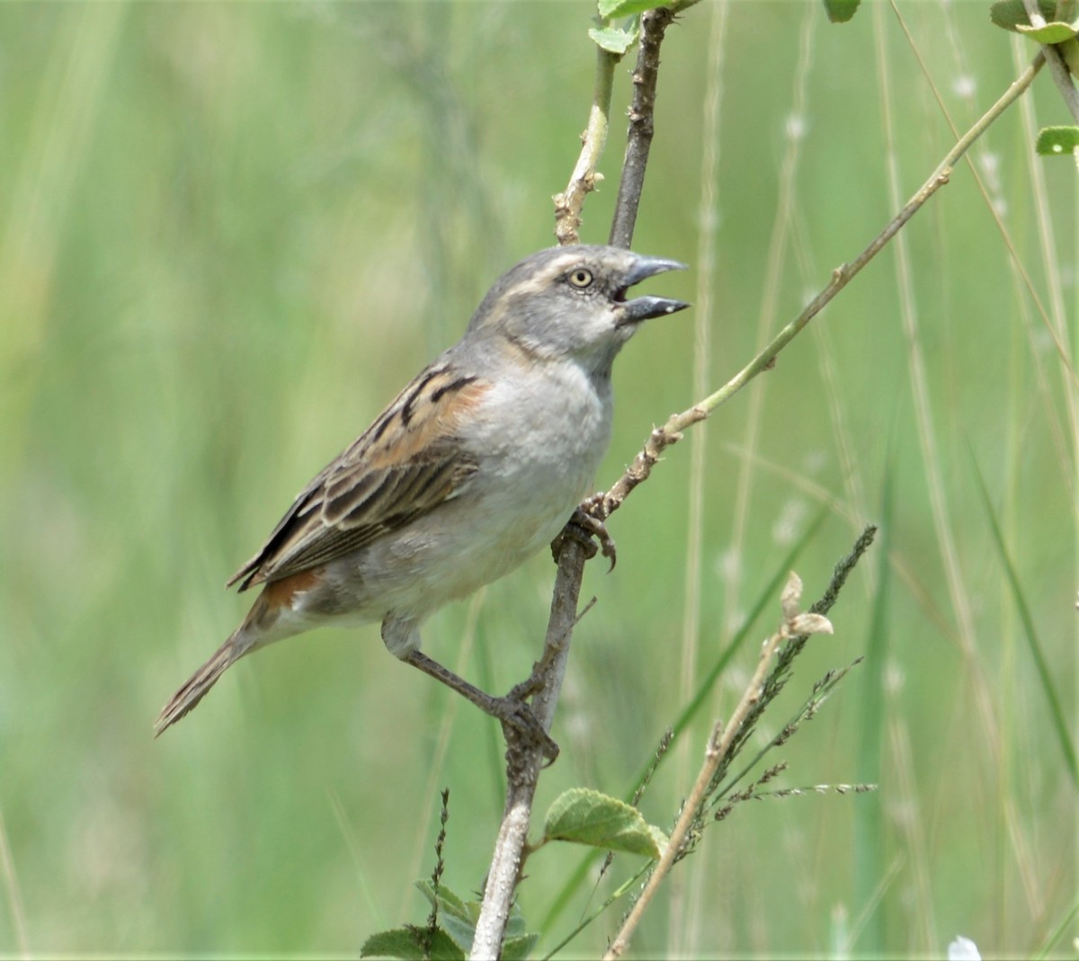 Kenya Rufous Sparrow - ML332824161