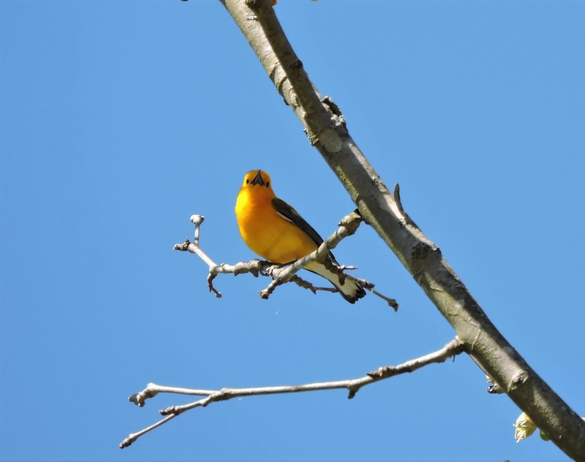 Prothonotary Warbler - Christopher Dyer