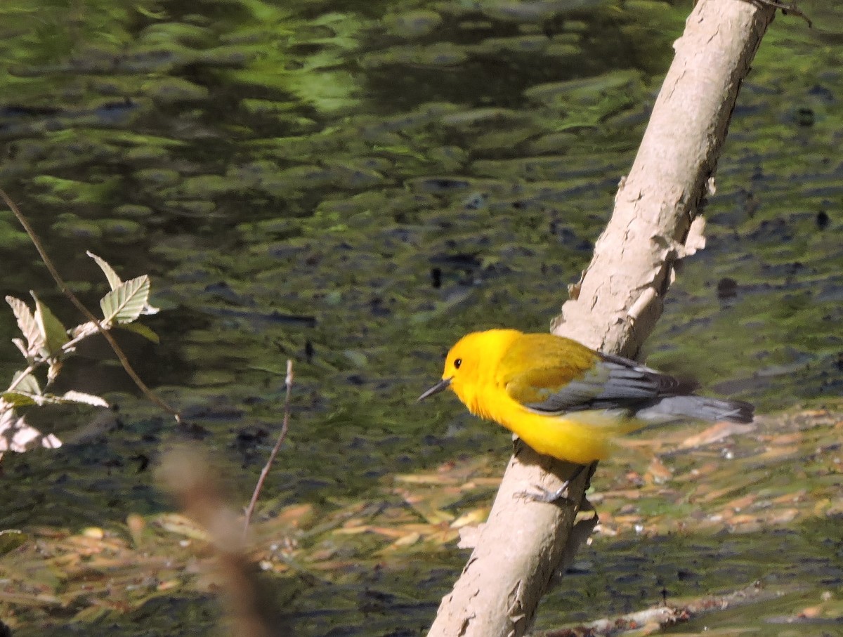 Prothonotary Warbler - ML332826611