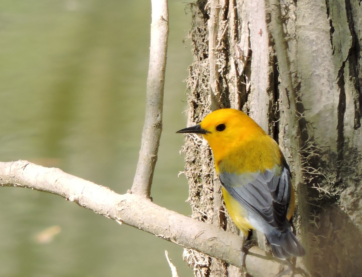 Prothonotary Warbler - ML332826631