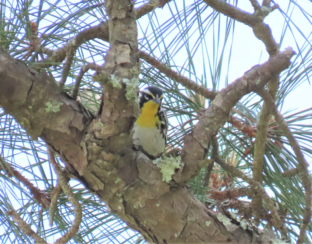 Yellow-throated Warbler - ML332831401
