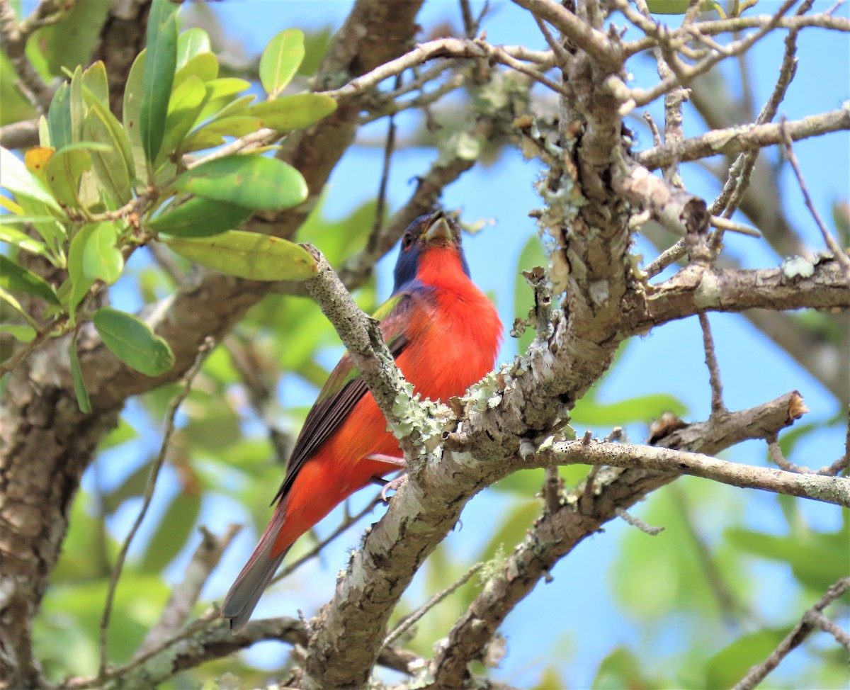 Painted Bunting - ML332831801