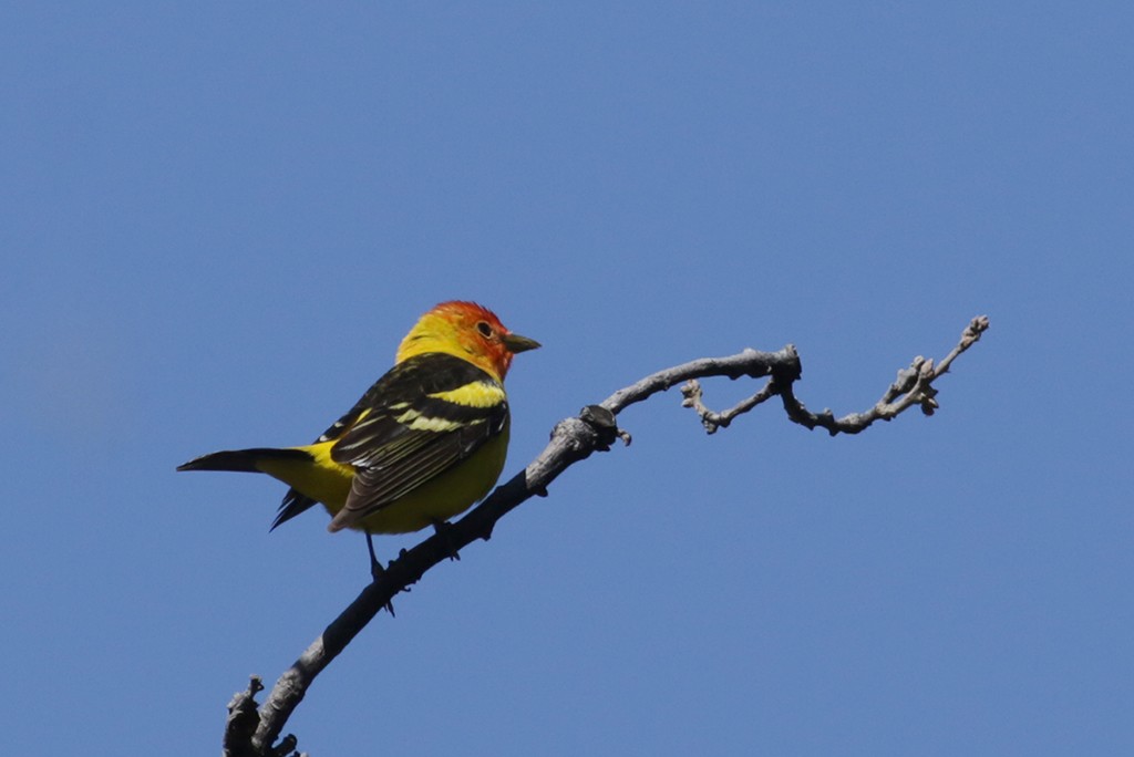 Western Tanager - ML332835551