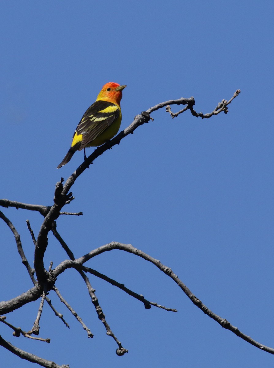 Western Tanager - ML332835561