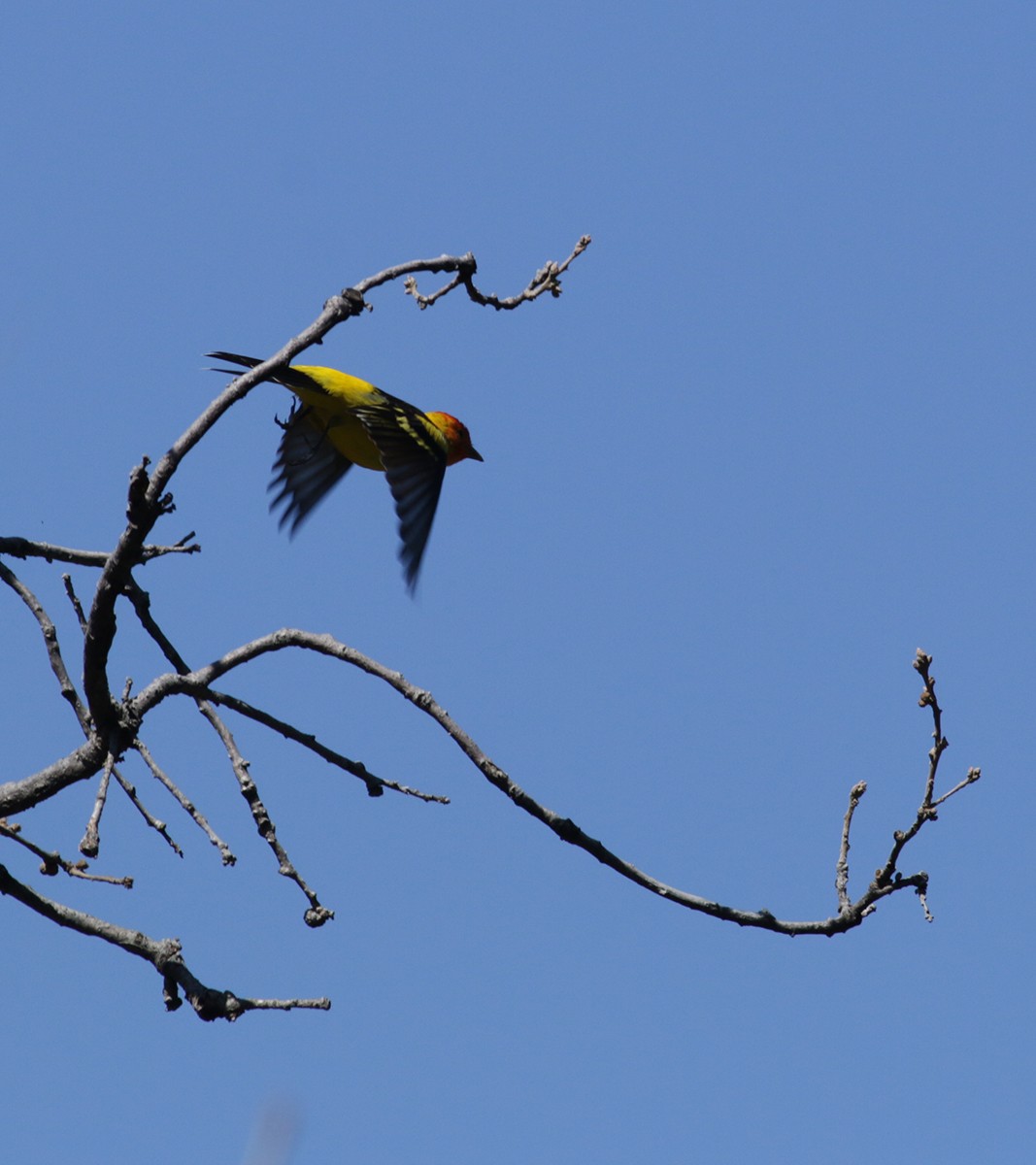 Western Tanager - ML332835571