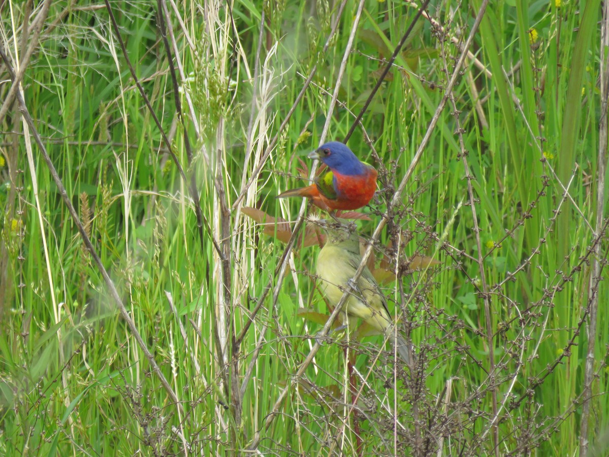 Painted Bunting - ML332837421