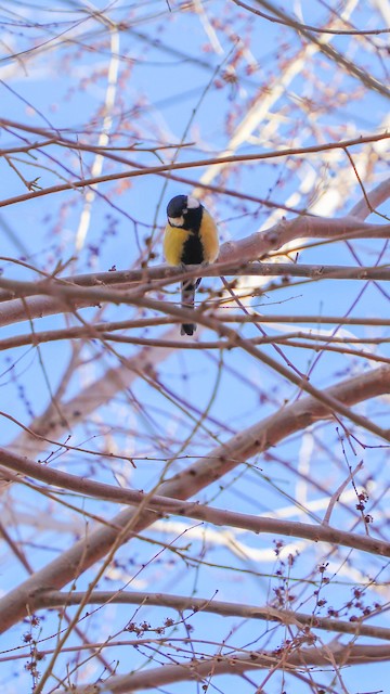 Adult ventral view (subspecies <em class="SciName notranslate">kapustini</em>). - Great Tit - 