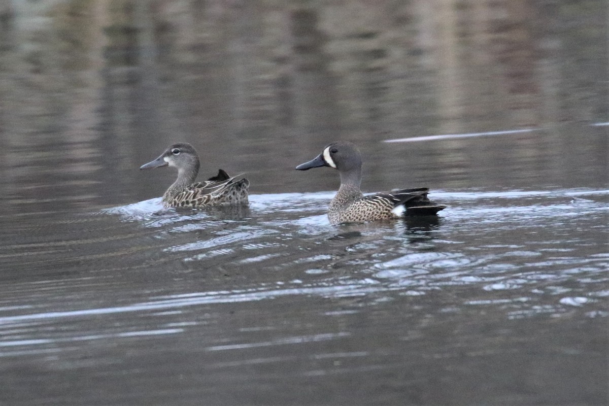 Blue-winged Teal - ML332843411