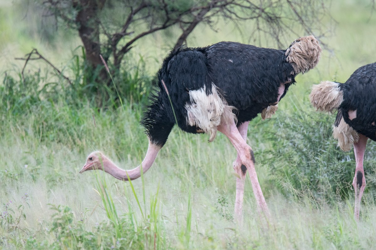 Common Ostrich - Nancy Christensen