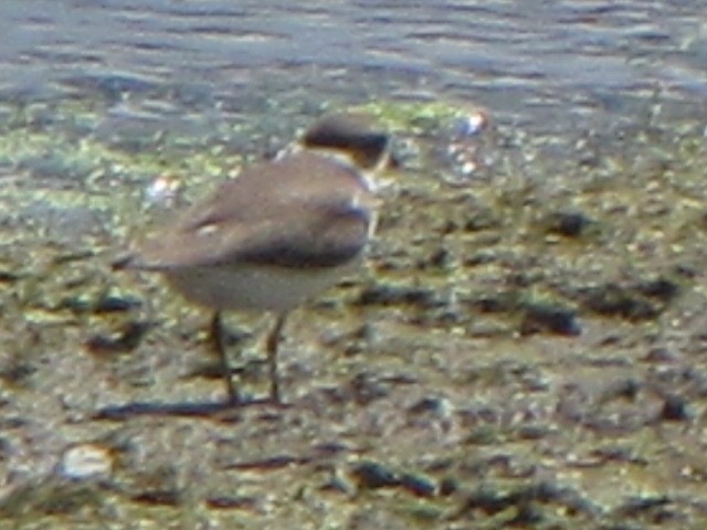 Semipalmated Plover - ML33284971