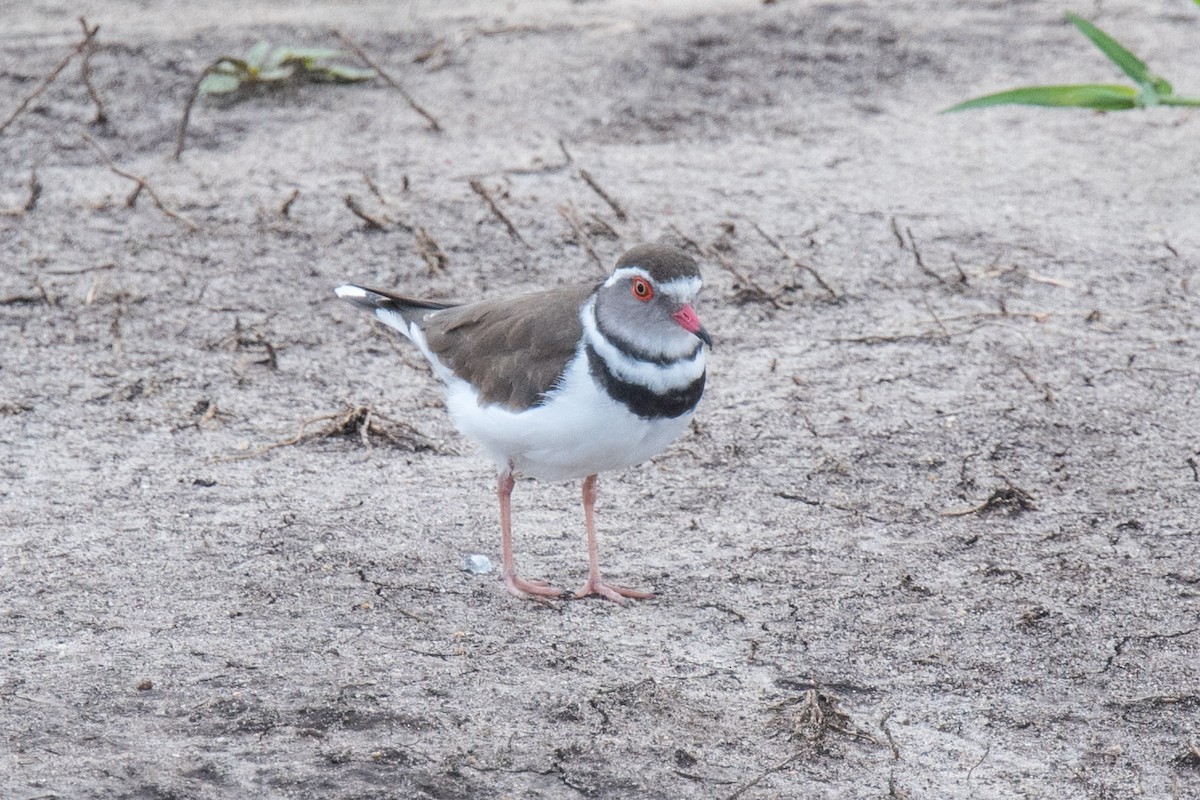 Three-banded Plover - ML332849741