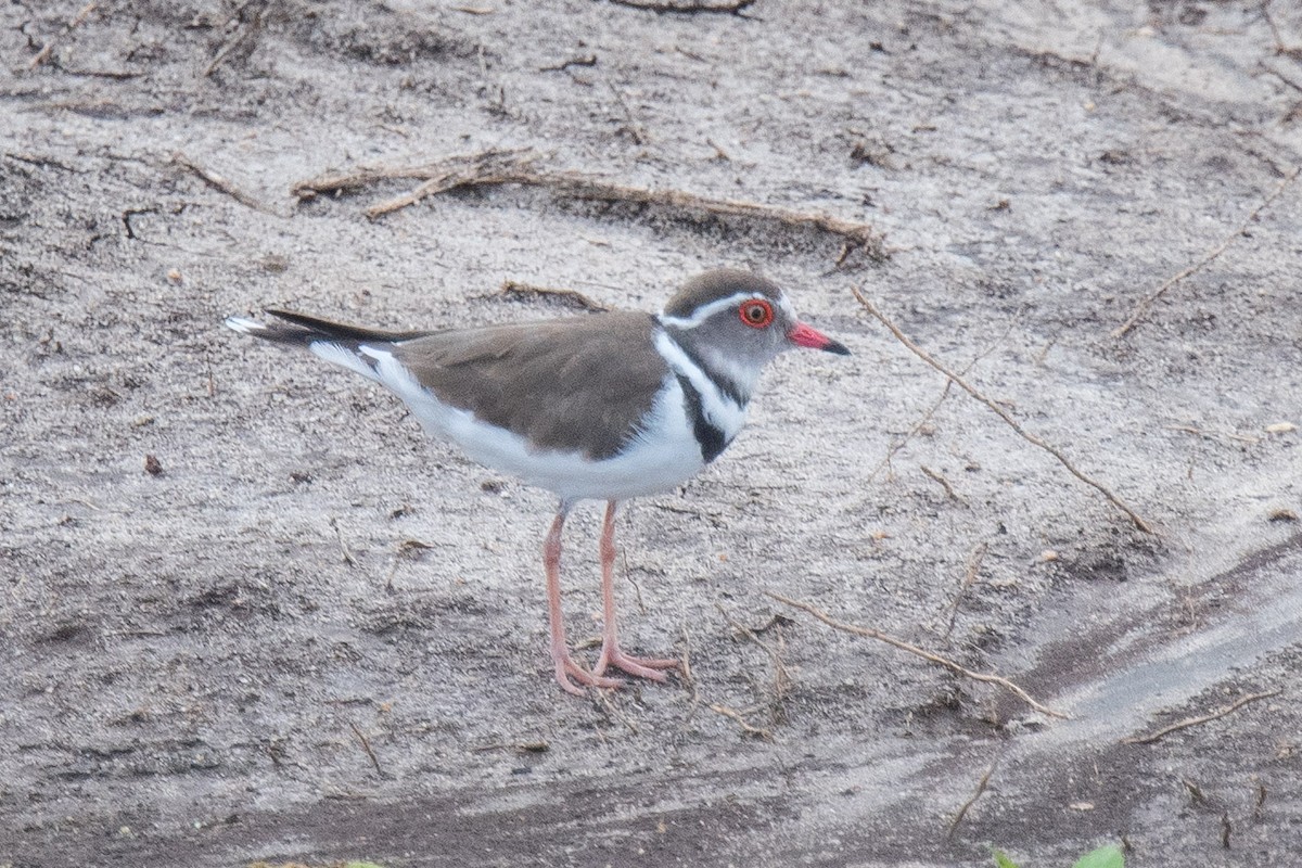 Three-banded Plover - ML332849781