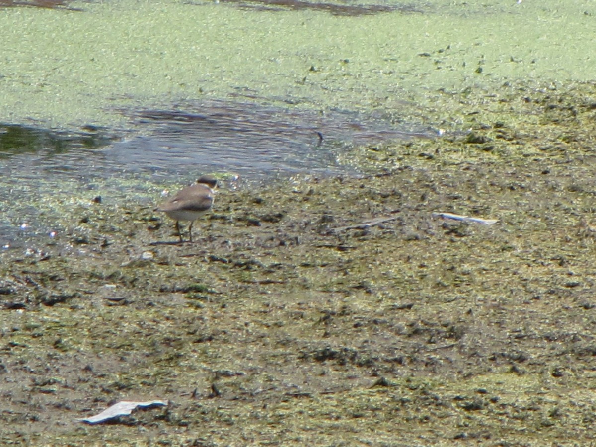 Semipalmated Plover - ML33284981