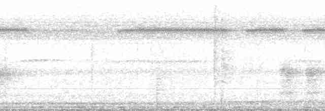 Beyaz Belli Şama [malabaricus grubu] - ML33285