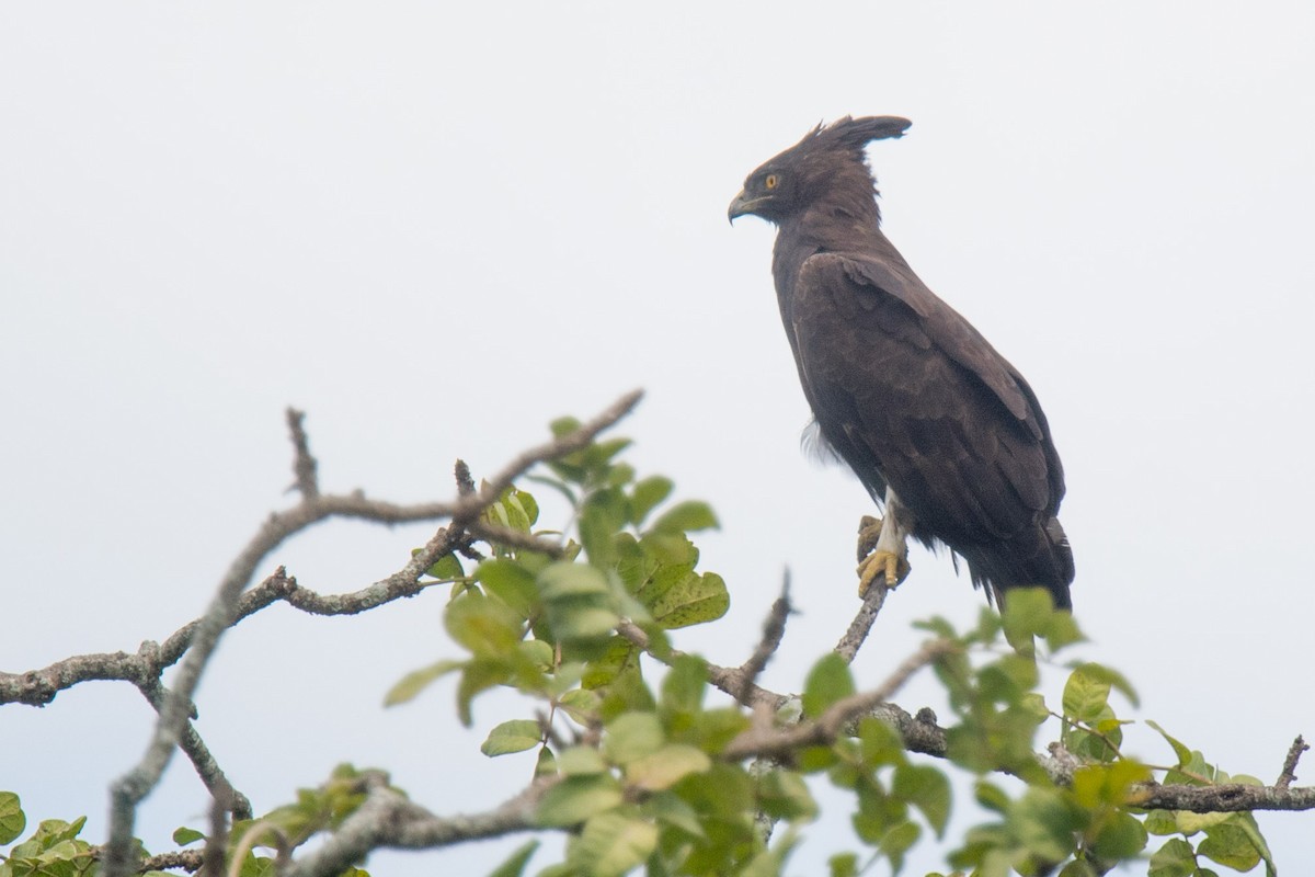 Long-crested Eagle - Nancy Christensen