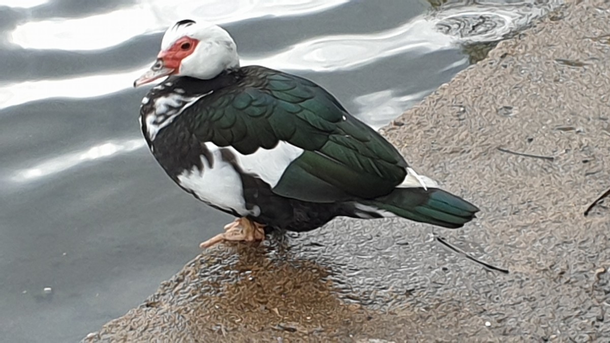 Muscovy Duck (Domestic type) - ML332852791
