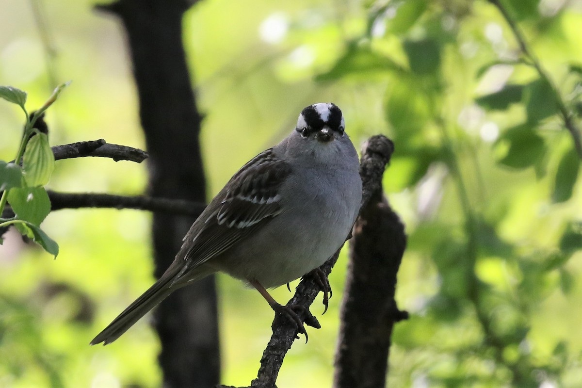 White-crowned Sparrow - Xiaoni Xu