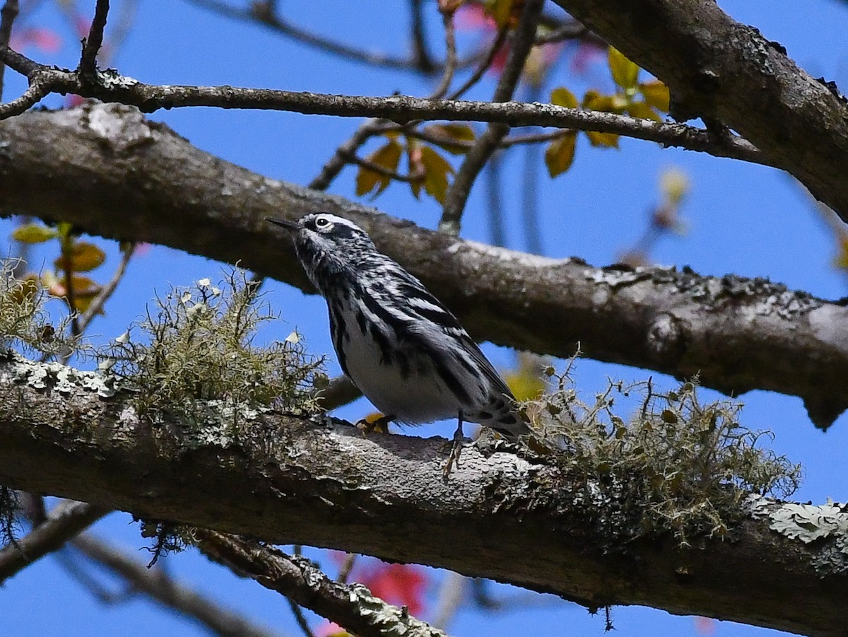 Black-and-white Warbler - ML332863351