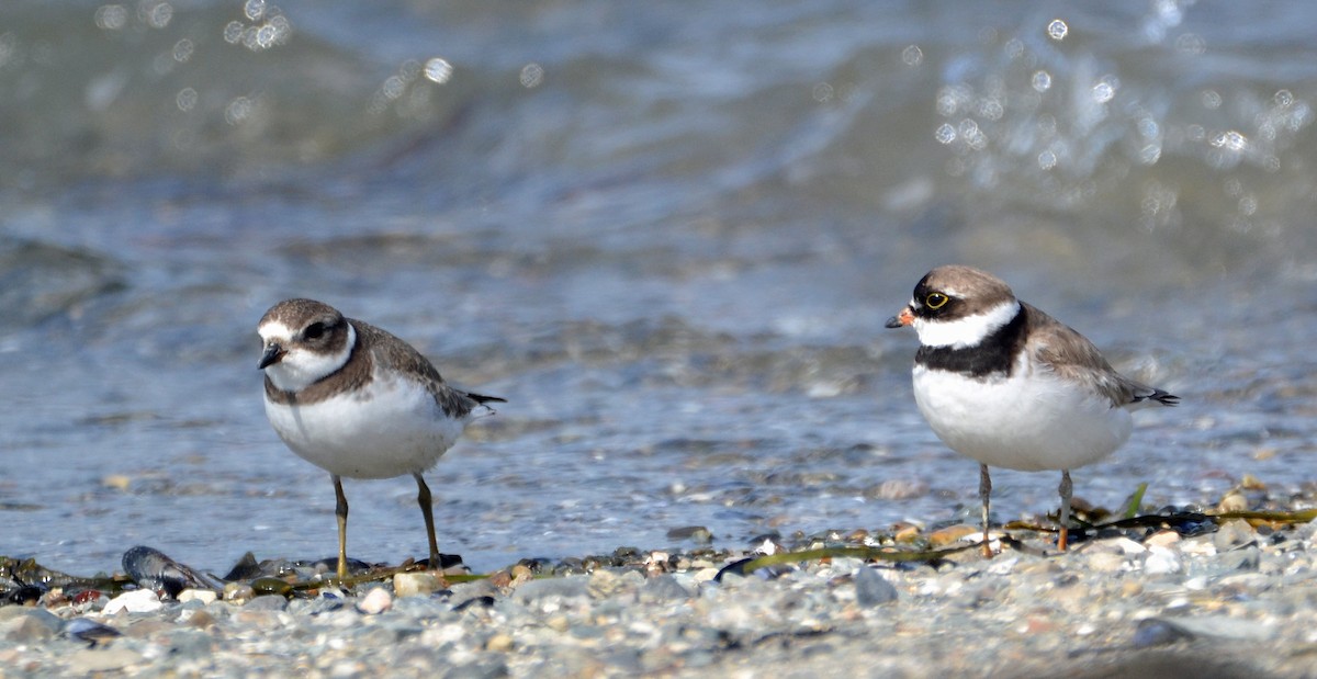Semipalmated Plover - ML33287021
