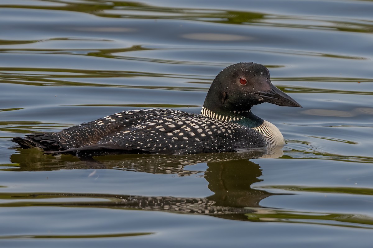 Common Loon - Kevin  Fox